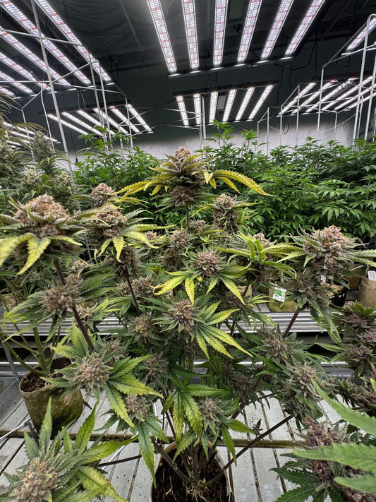 FAST BUDS - CHERRY COLA AUTO RF3 - 5 SEEDS
