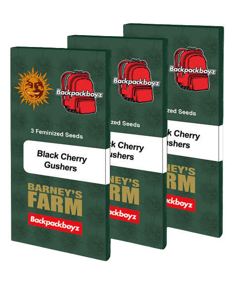 Barneys Farm x Backpackboyz - Black Cherry Gushers - ( 3er Pack )