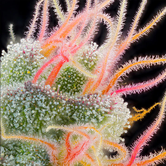 Grounded Genetics - Pink Honey (7er Pack + Freebie)