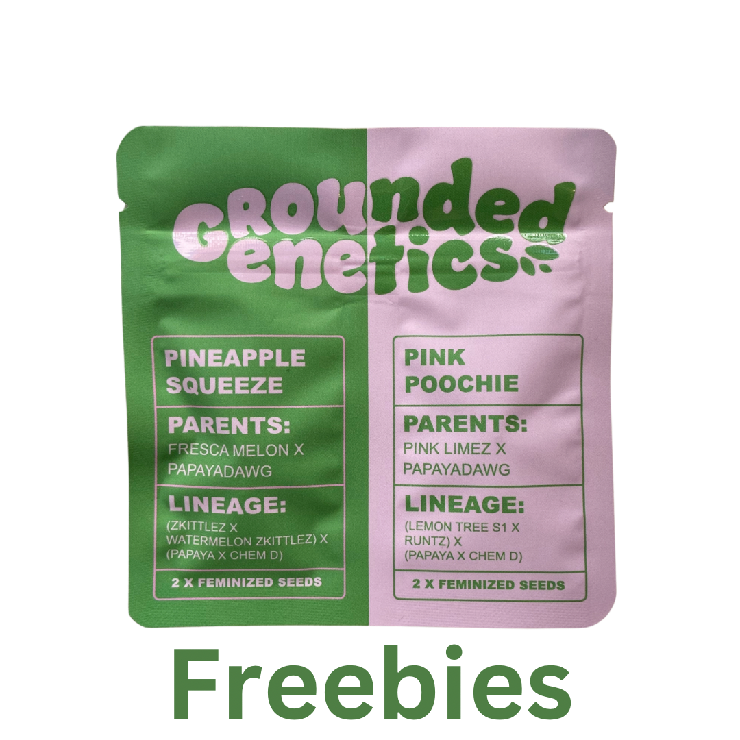 Grounded Genetics - PINK CHAI Feminisiert (