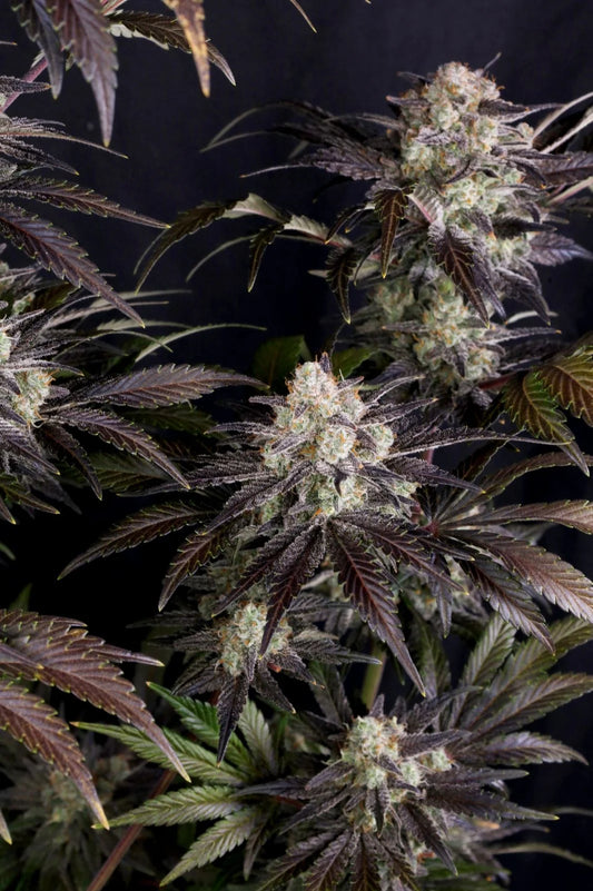 FAST BUDS - FROSTBANGER AUTO - 3 SEEDS