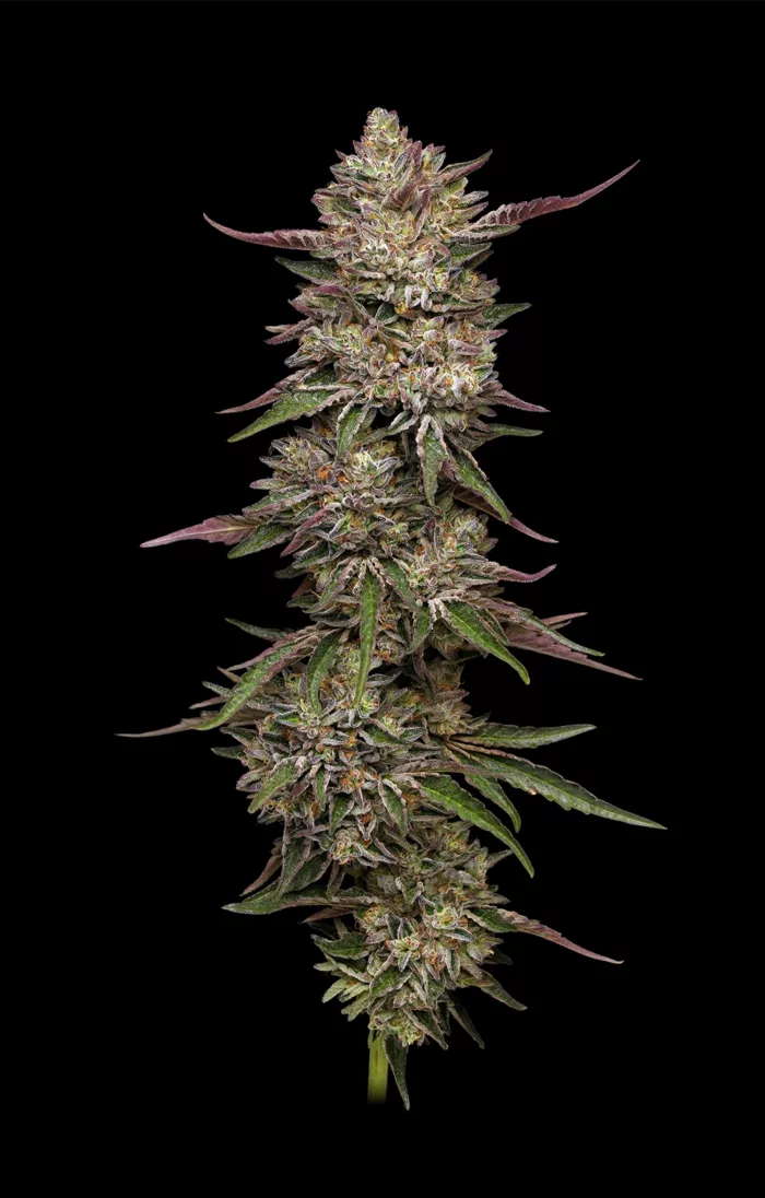 Humboldt Seed Company - Guzzlerz (3er Pack)