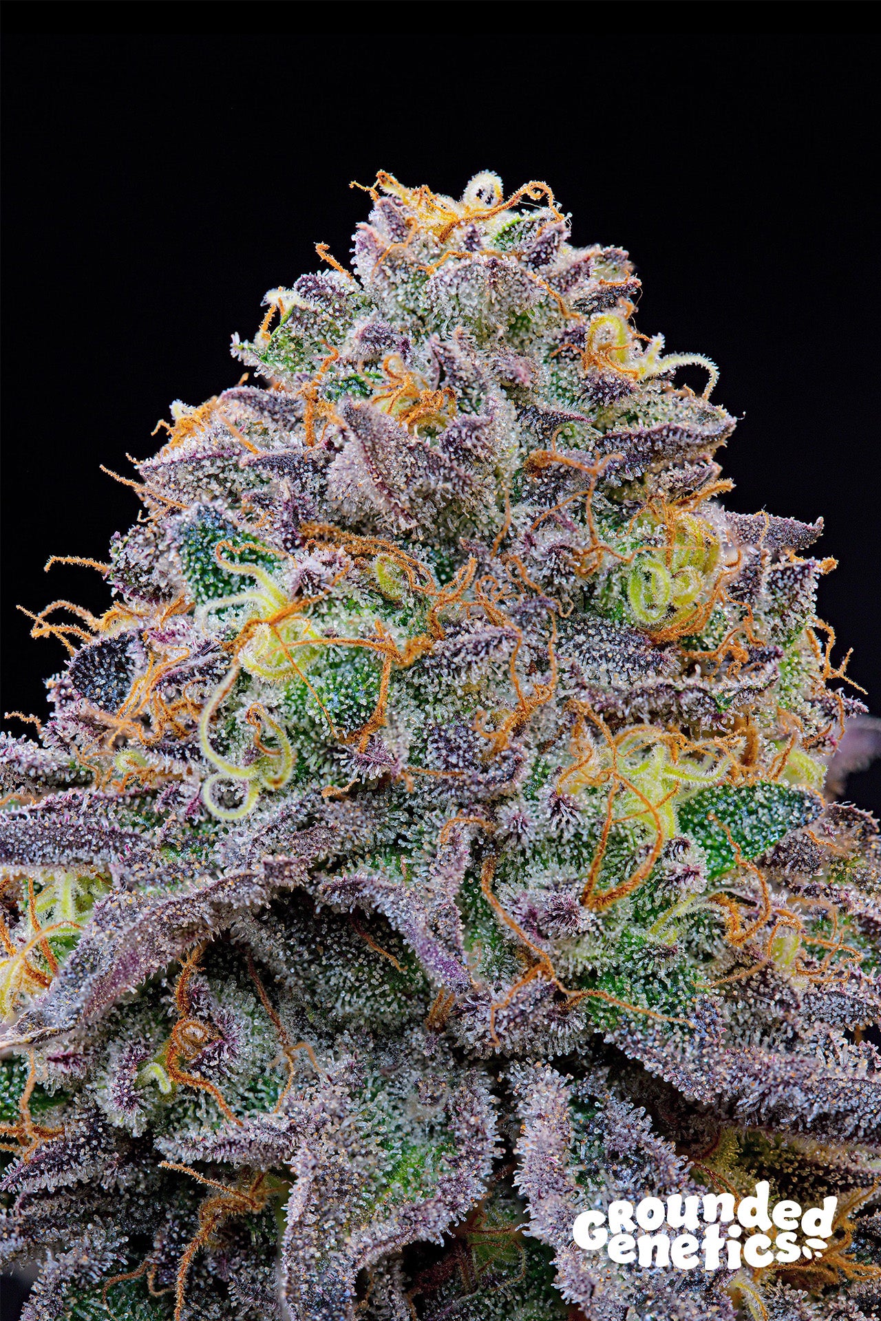 Grounded Genetics - BLUE GELONADE ( Fem.)