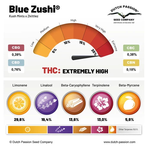 BLUE ZUSHI - DUTCH PASSION ( Feminisiert )