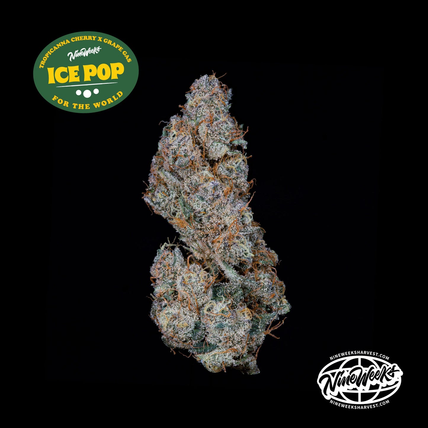 Nine Weeks Harvest - ICE POP (3er Pack)