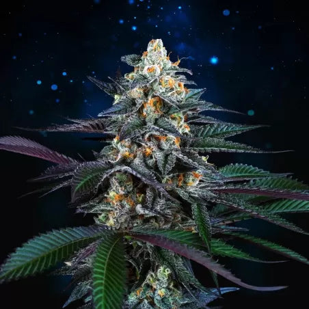 Perfect Tree - Spritz (6er Pack)Fem.