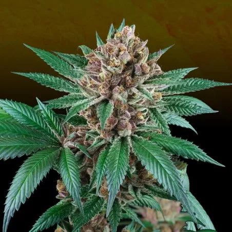 Perfect Tree - Iced Peach (6er Pack) Fem.