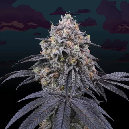 Perfect Tree - Peach Clouds (6er Pack) Fem.
