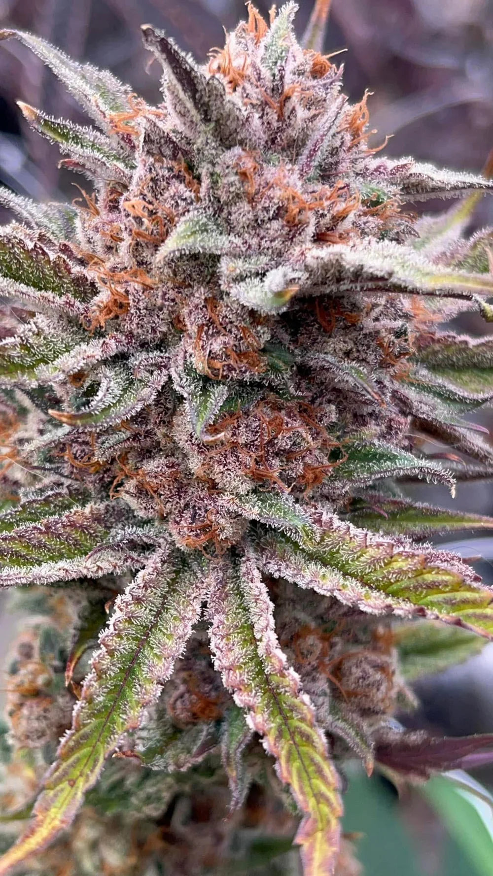 Terphogz - RED SKRRRT-BANGER Fem. 7er Pack