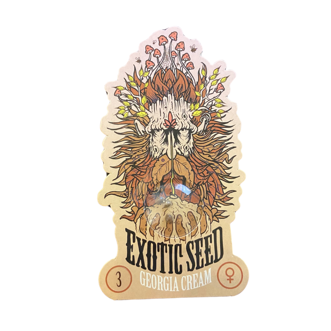 Exotic Seed - Georgia Cream Fem. 3er