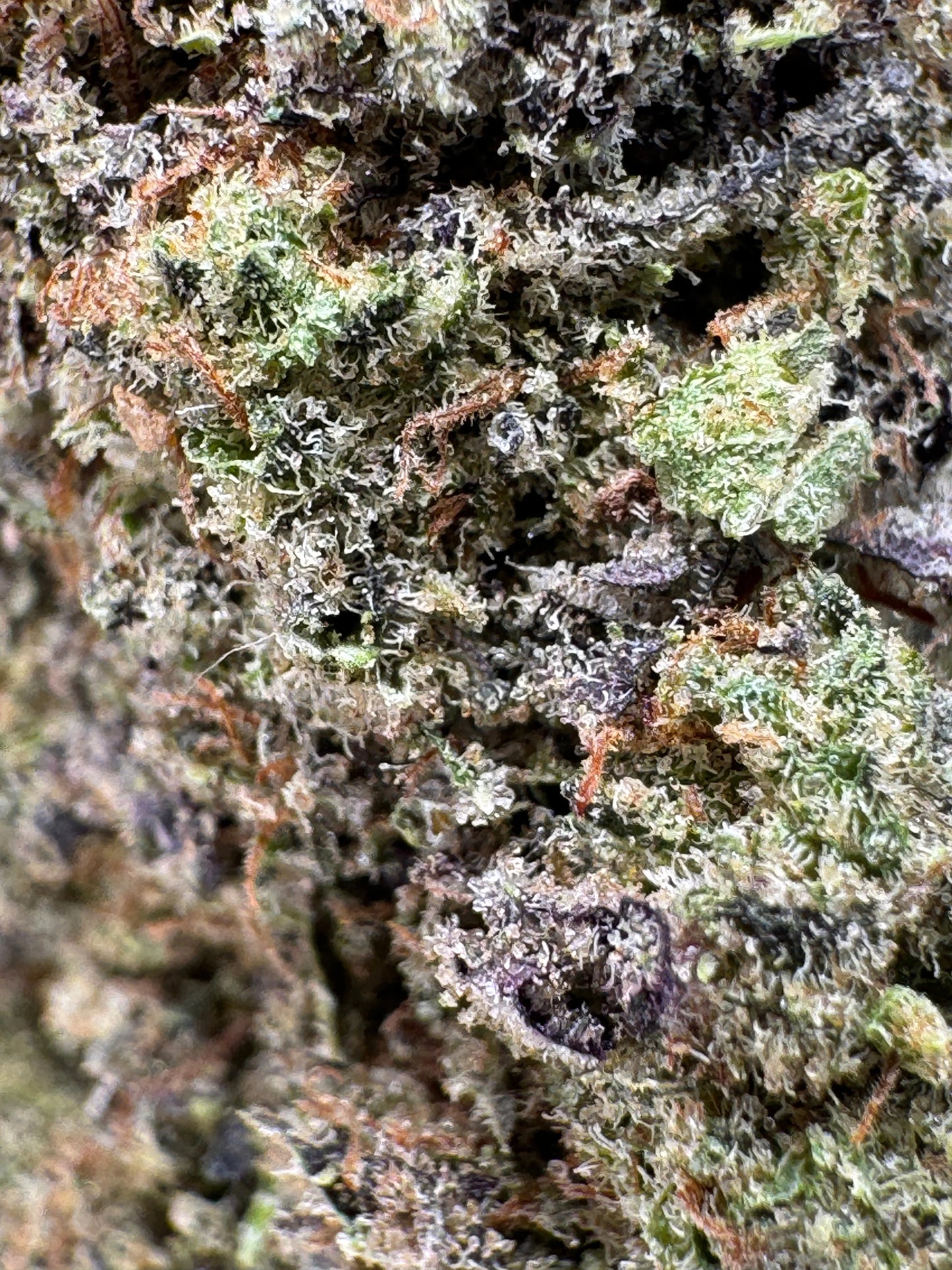 Purple Punch - CBD Blüten