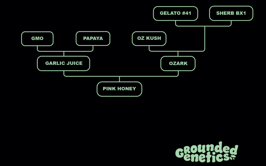 Grounded Genetics - Pink Honey (7er Pack + Freebie)