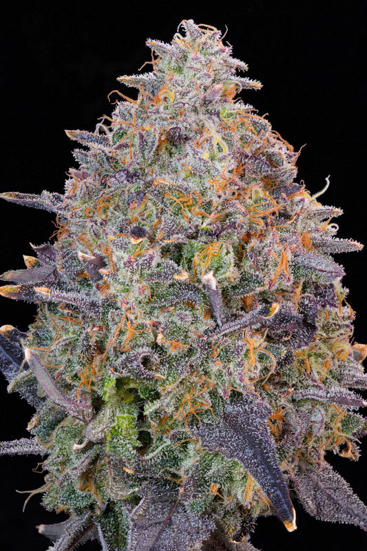 Grounded Genetics - PINK CHAI Feminisiert (