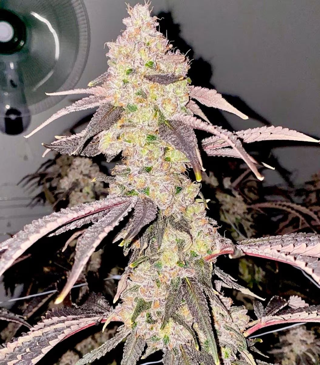 Relentless Genetics - Slap Shot Fem. Seeds