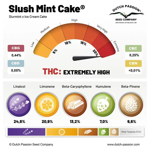 DUTCH PASSION - SLUSH MINT CAKE ® FEM - 3 Seeds