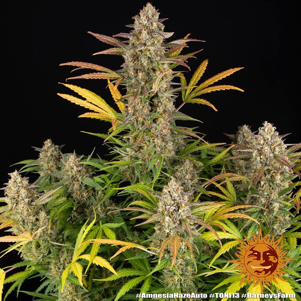 BARNEY'S FARM - AMNESIA HAZE AUTO - 3 SEEDS