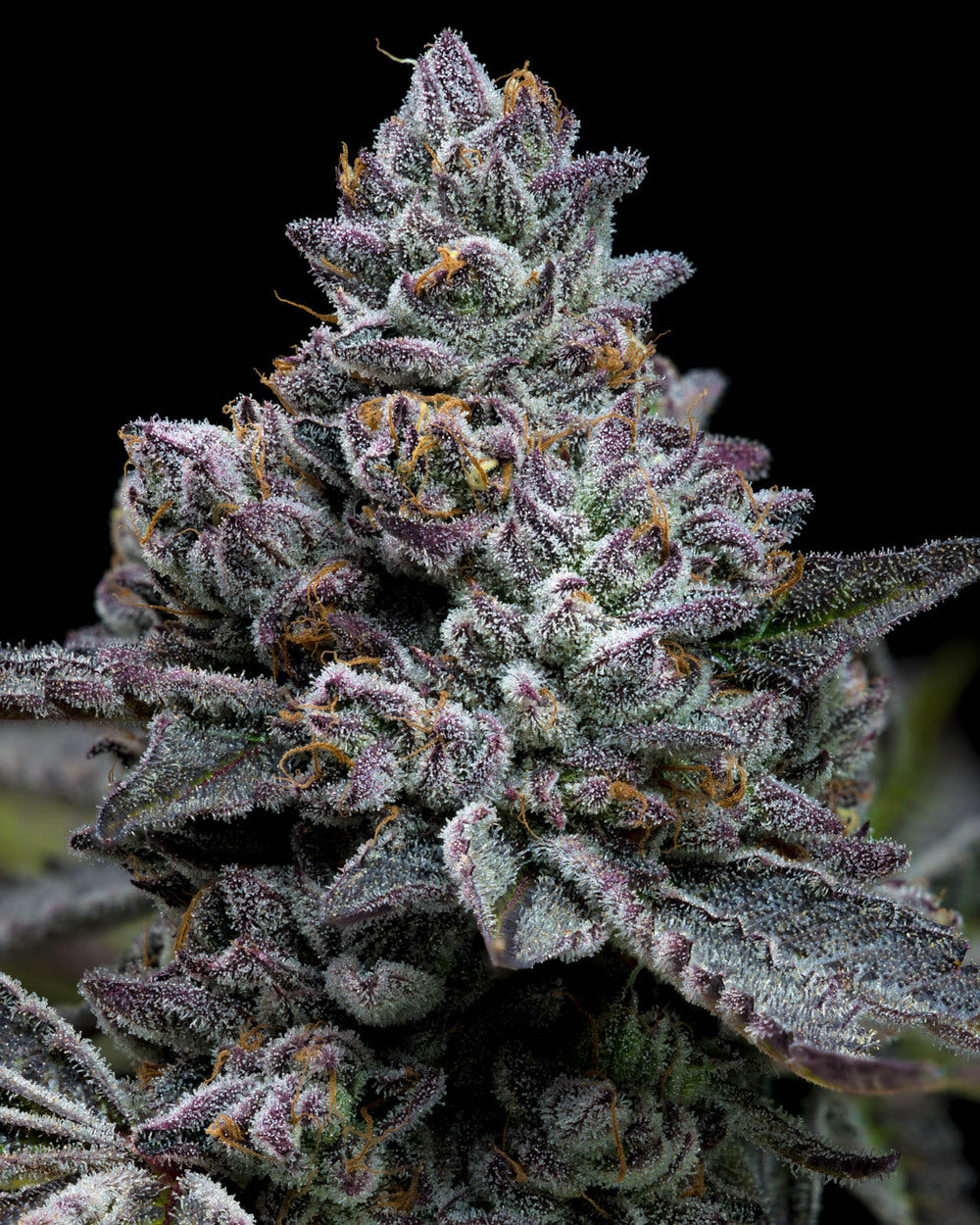 Barneys Farm - Apple Fritter 3er Pack (Fem.)