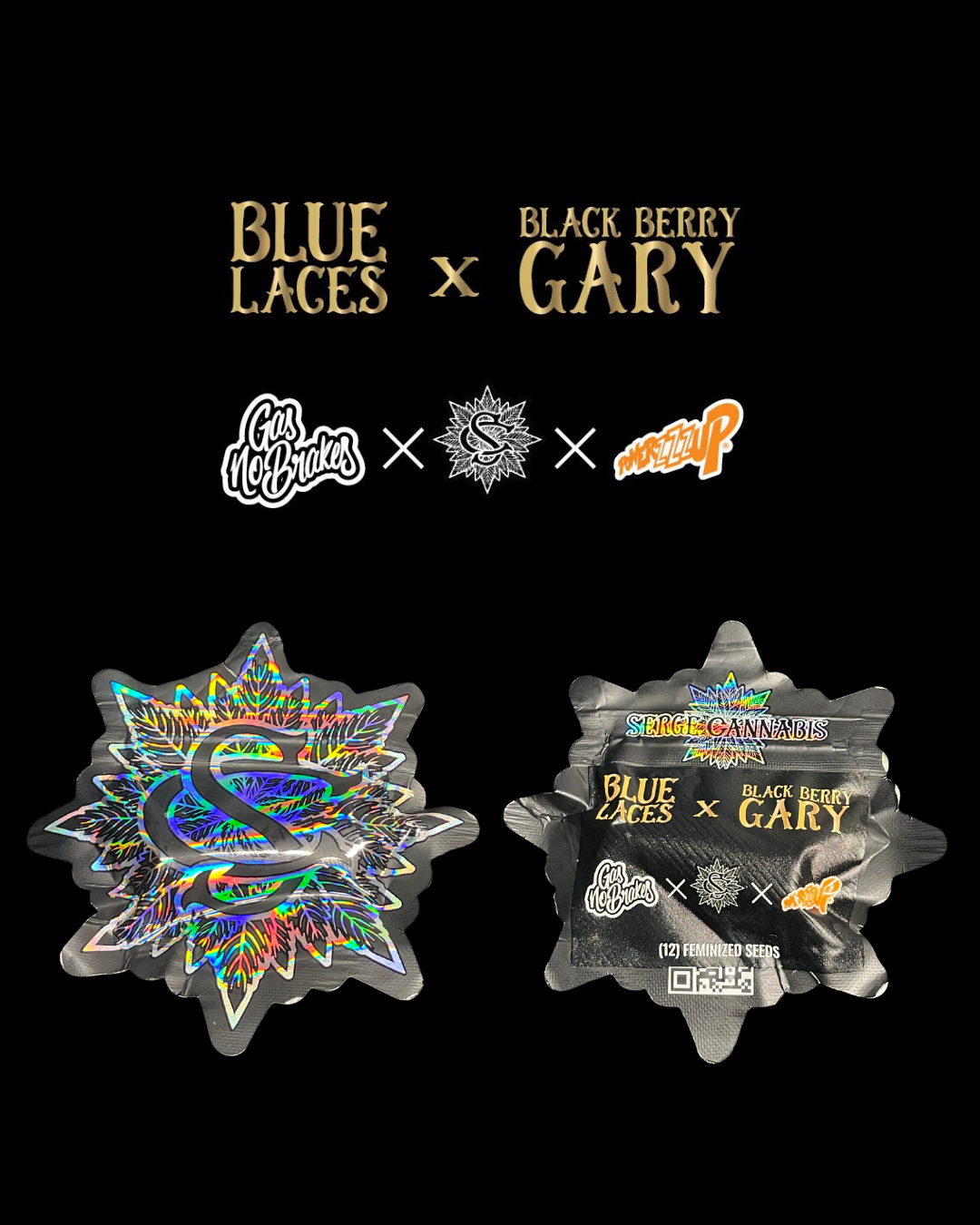 Blue Laces x Black Berry Gary - 12er Pack Fem.