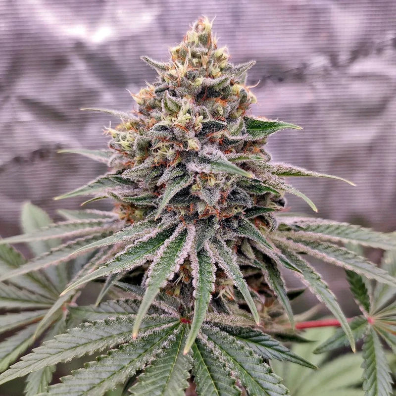 BLUE ZUSHI - DUTCH PASSION ( Feminisiert )