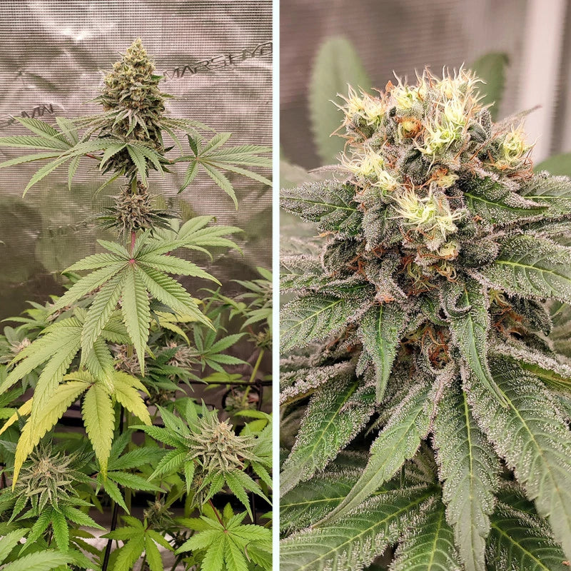 BLUE ZUSHI - DUTCH PASSION ( Feminisiert )
