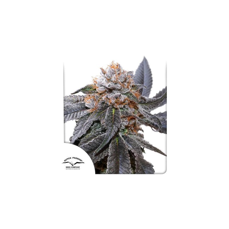 BLUE ZUSHI - DUTCH PASSION ( Feminisiert )