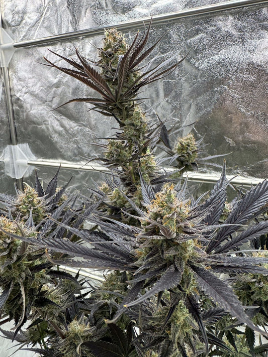 FAST BUDS - GUAVA AUTO RF3 - 5 SEEDS