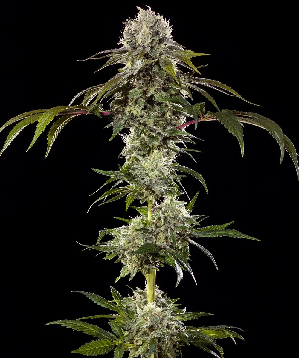 Barney's Farm - Durban Poison - Precision F1 Hybrid (3er Pack)