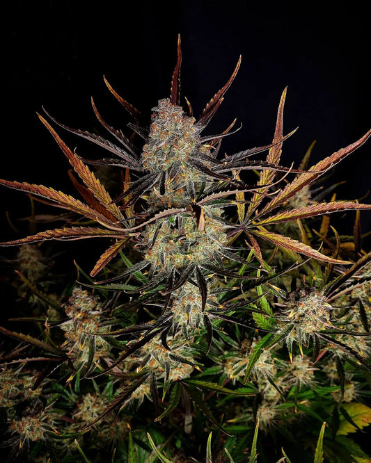 FAST BUDS - APPLE STRUDEL AUTO