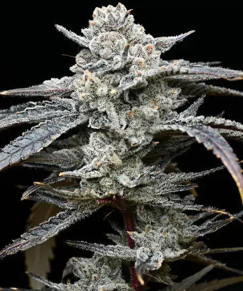 Barneys Farm x Backpackboyz - Lemon Cherry Gelato