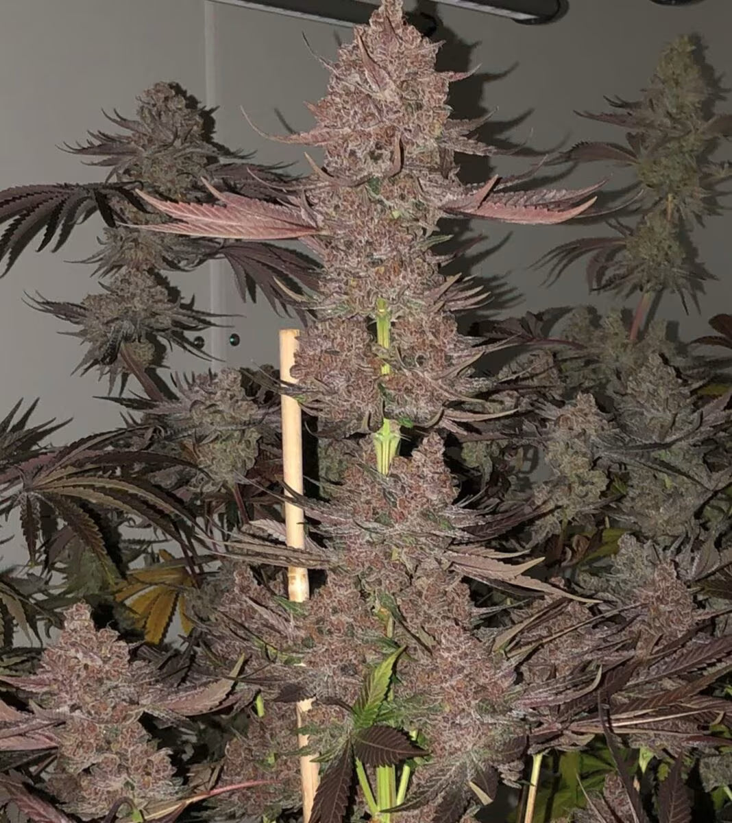 Relentless Genetics - Nvthis Fem. Seeds