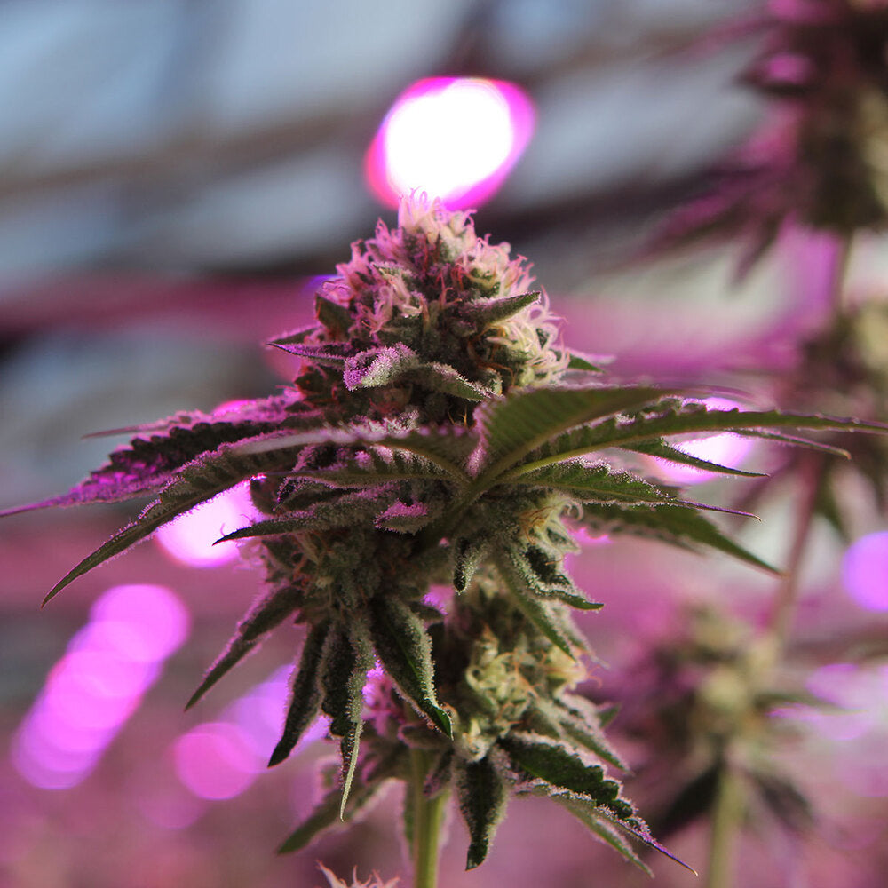 Barneys Farm x DOJA Exclusive - RS11 x Banana OG ( Fem.)