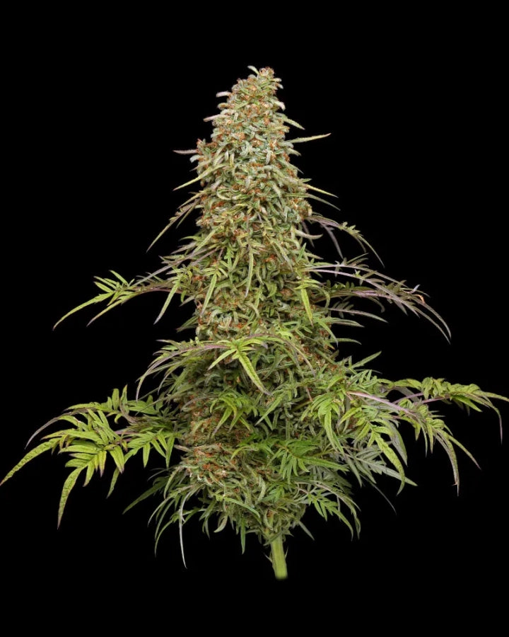 Humboldt Seeds - Supafreak - Feminized 3 Pack