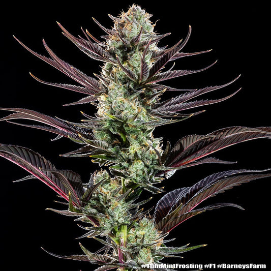 Barney's Farm - Thin Mint Frosting - Precision F1 Hybrid (3er Pack)