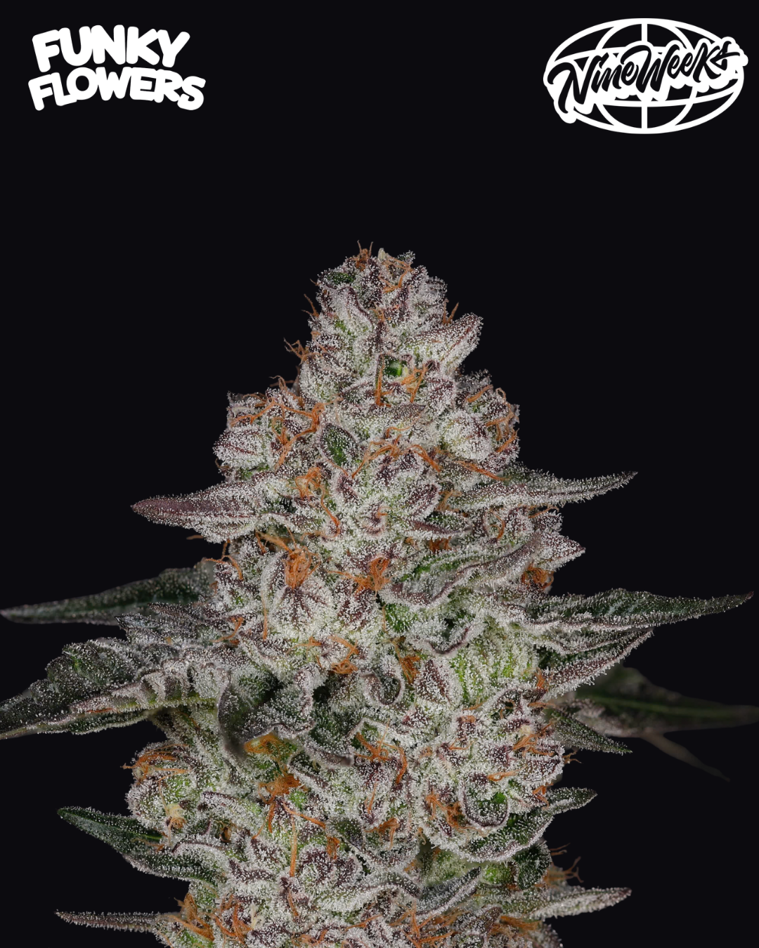 Nine Weeks Harvest - Tropiburger 3er Pack (Feminisiert)