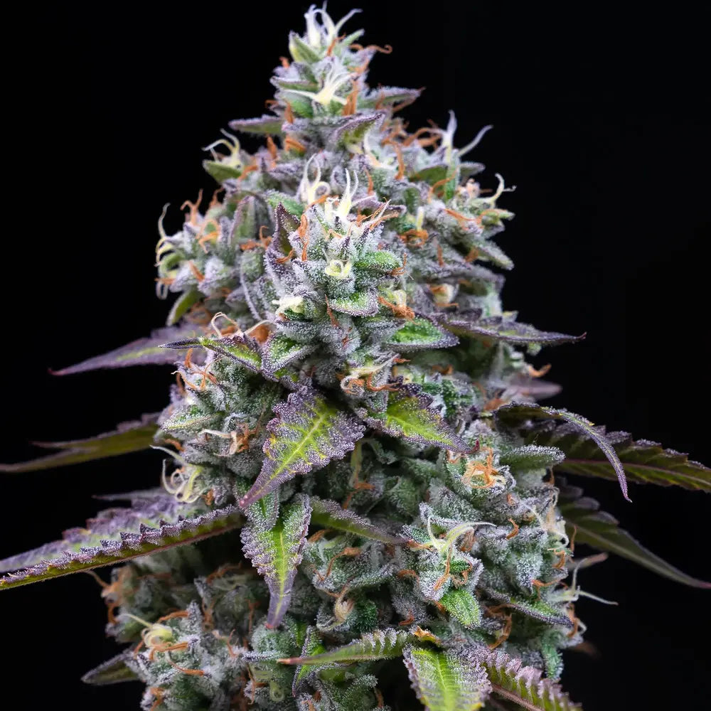 Barneys Farm - Zoap ( Fem.) 3er Pack