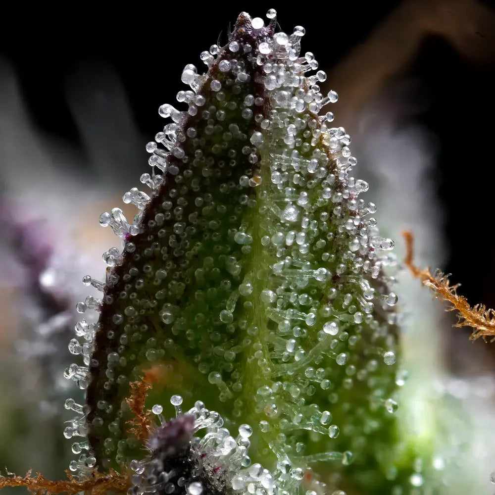 Barneys Farm - Zoap ( Fem.) 3er Pack