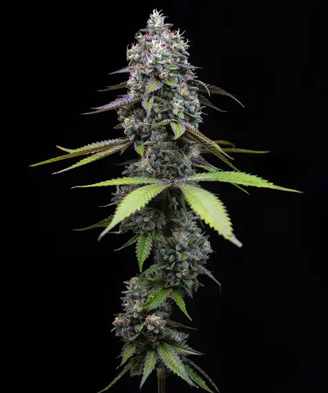 Barneys Farm - Zoap ( Fem.) 3er Pack