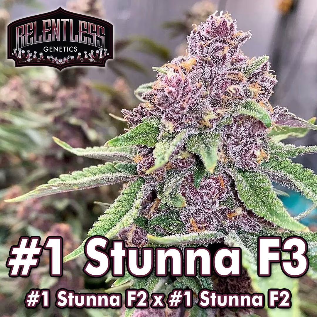 Relentless Genetics - #1 Stunna F3 Regular Seeds