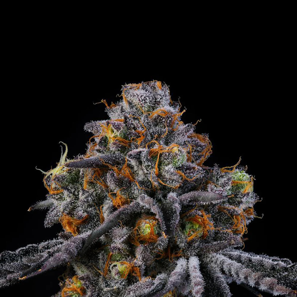 Wizard Trees Seeds - Feminisiert