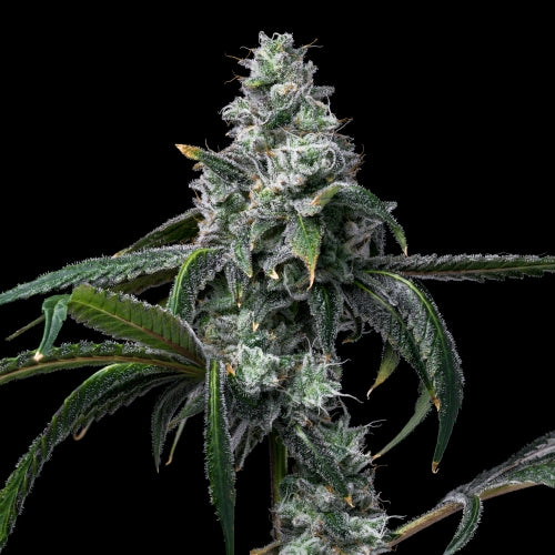 COOKIES SEED BANK - UK CHEESE X HOLLYWOOD FEM - 6 SEEDS