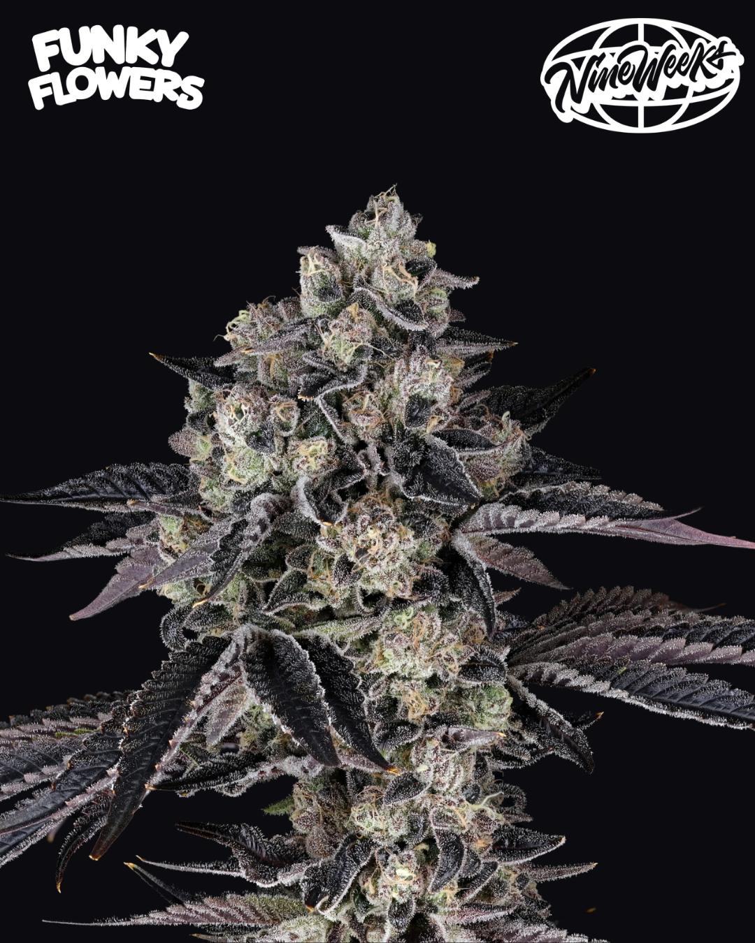 Nine Weeks Harvest - French Runtz 3er Pack (Feminisiert)