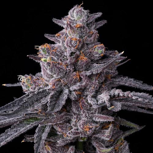 BARNEY'S FARM - ZILLIONS