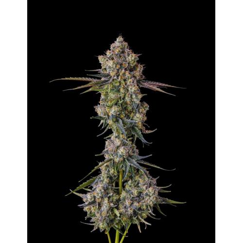 Compound Genetics - PAVÉ CANDY COLLECTION - 7 Seeds