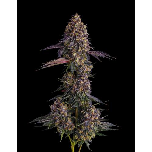 Compound Genetics - PAVÉ CANDY COLLECTION - 7 Seeds