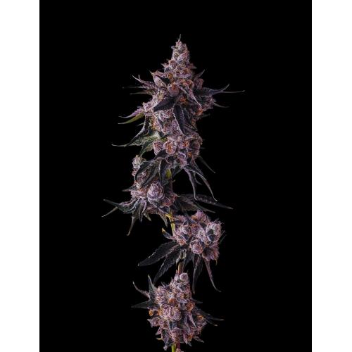 Compound Genetics - PAVÉ CANDY COLLECTION - 7 Seeds