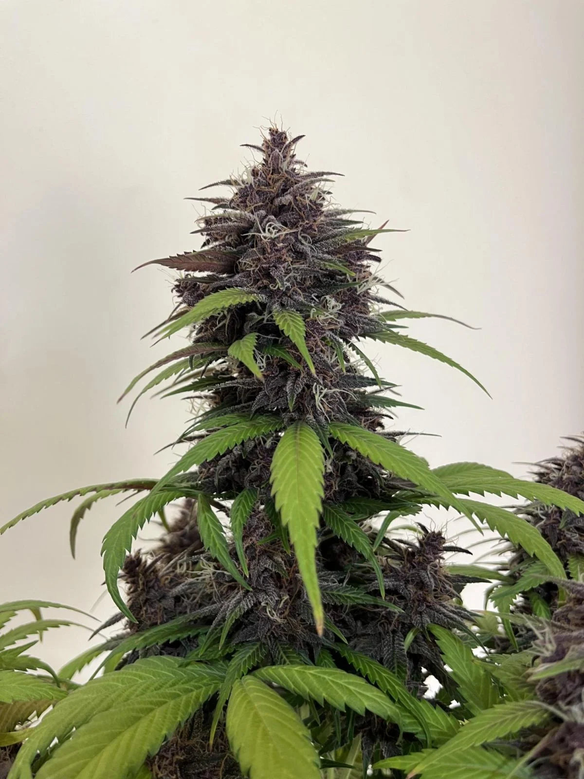 FAST BUDS - PURPLE HAZE AUTO - 5 SEEDS