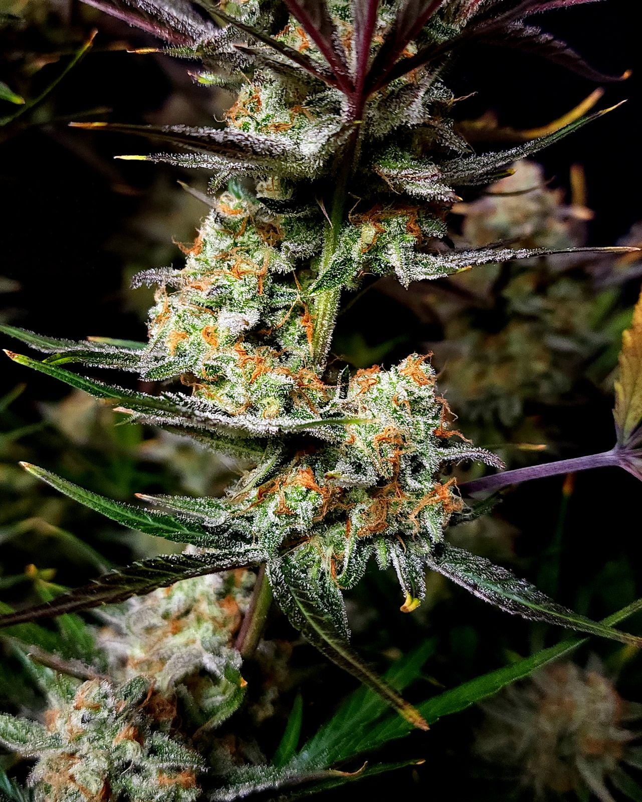 FAST BUDS - APPLE STRUDEL AUTO