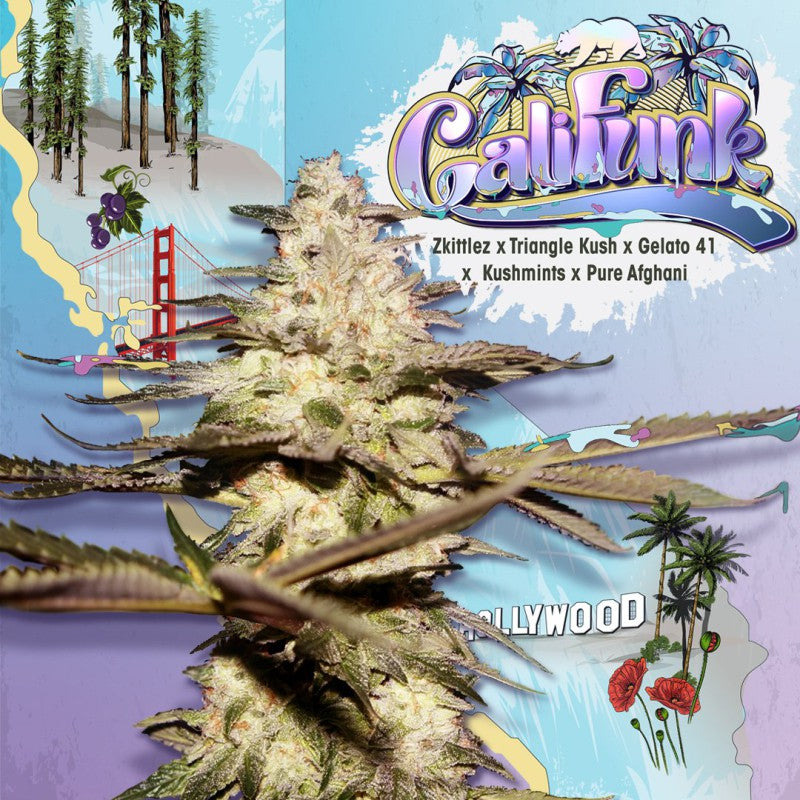 CaliFunk by T.H.Seeds™  (Feminisiert)