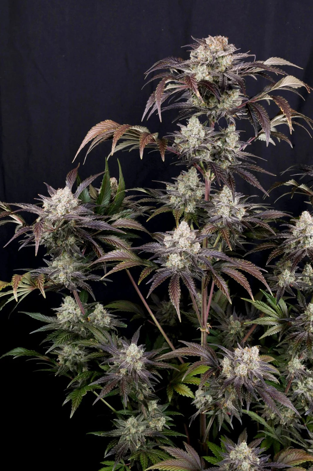 FAST BUDS - FROSTBANGER AUTO - 3 SEEDS