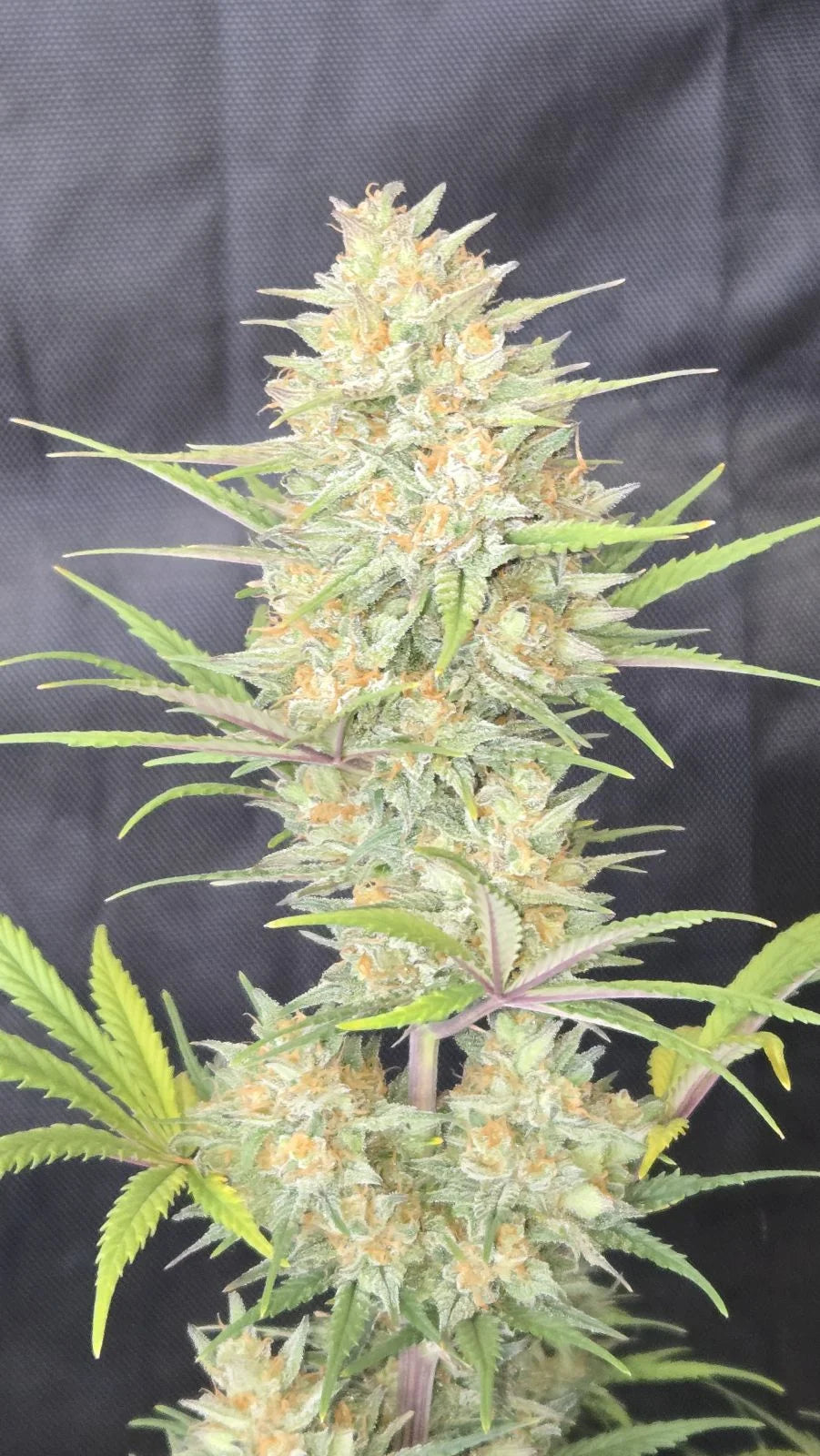 FAST BUDS - Z-UP AUTO